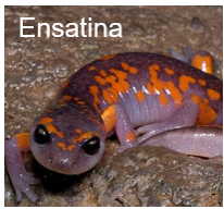 ensatina icon